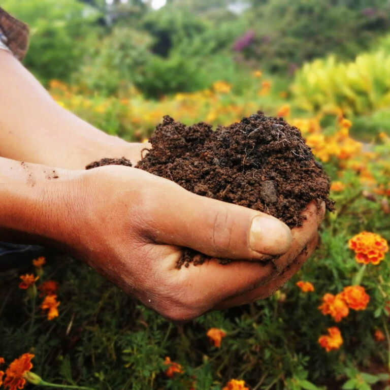 Man's ands holding soil in a farm field.