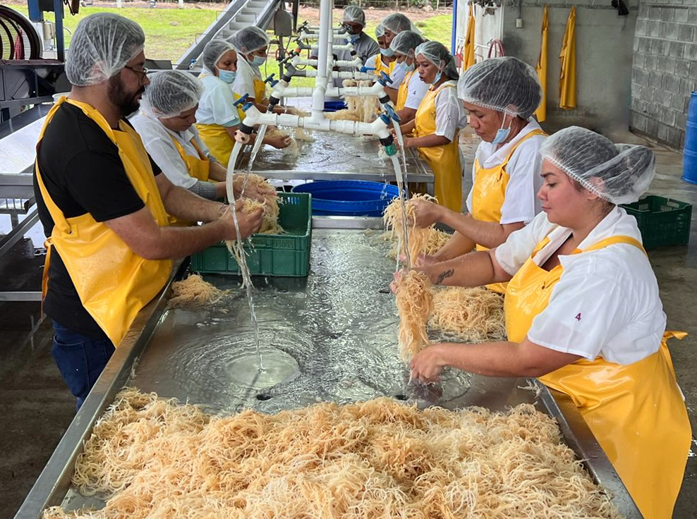 Costa Rican people working on cleaning sea moss.