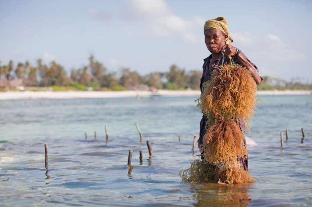 St. Lucia Sea moss farmer.